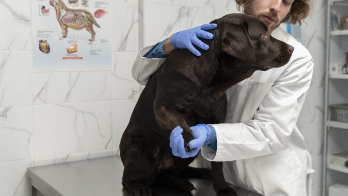 close-up-doctor-holding-dog-s-paw (1)