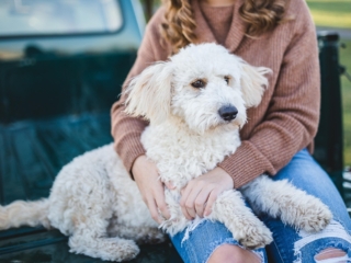 dog-5751151_1280