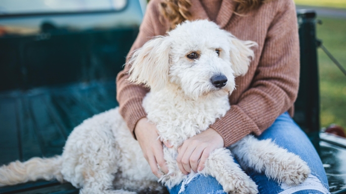 dog-5751151_1280