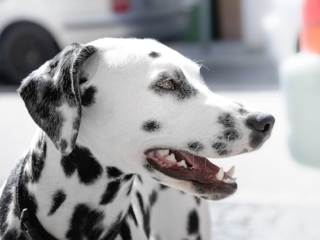 pexels-mali-101634