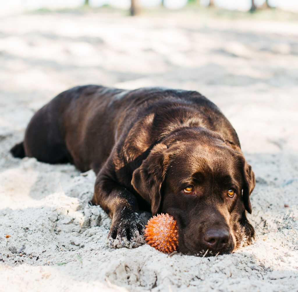 How to Know When Your Dog Is Dying: Signs, Care & Comfort Tips